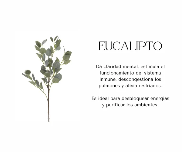 Hierba Eucalipto x 50gr